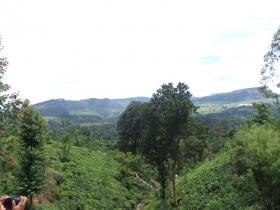 12 acres of beautiful tea land for sale in Sri Lanka Central