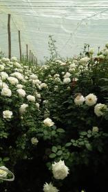 Rose garden of four rose production units with shop