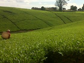 Large scale tea farm in Kericho