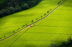 Large scale tea farm in Kericho