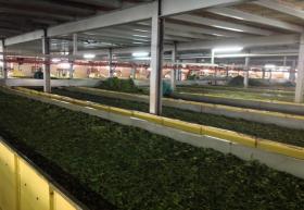 Large scale tea farm in Kericho