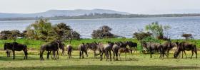 170 acres of lakefront property along lake Naivasha
