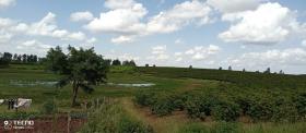 475 acre coffee farm for sale in Thika, Muranga County