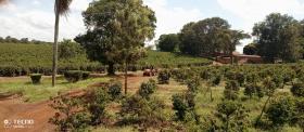 475 acre coffee farm for sale in Thika, Muranga County