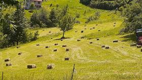 For sale farm 16 ha land with houses and shed for animals