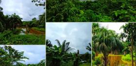 Land complex 70 ha in the jungle of Peru near the Amazon for sale immediately