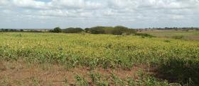 Farm for sale with 2.000 cattle