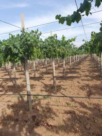 I am looking to sell 30 ha farm or economic partner