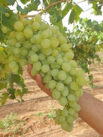 I am looking to sell 30 ha farm or economic partner
