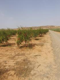 I am looking to sell 30 ha farm or economic partner