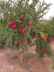 I am looking to sell 30 ha farm or economic partner