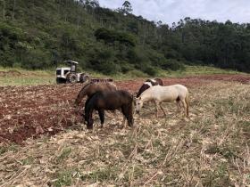 For sale fazenda 164 ha very good soil quality and clean water