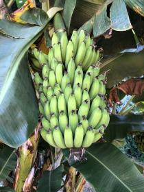 For sale fazenda 164 ha very good soil quality and clean water