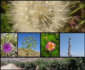 I am selling land, vacant site - 6200 m2 plot