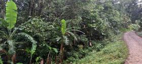 Beautiful finca ideal for constructing a one- to two-family house