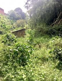 Land in the coffee region for a tourism project