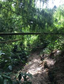 Land in the coffee region for a tourism project