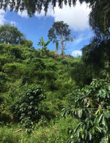 Land in the coffee region for a tourism project
