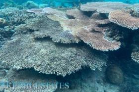 Nearly 4 hectares of prime tropical island beachfront