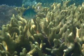 Over 3 hectares of paradise beachfront - new to the market