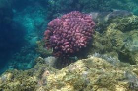 Prime palm lined beachfront opposite the Pavilions Hotel Group Islands