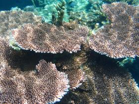 Palm lined private beach front, zoned development - elevated views and superior corals