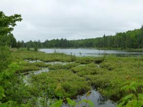 Domain 5 woodlots in Quebec equipped for livestock and deer hunting