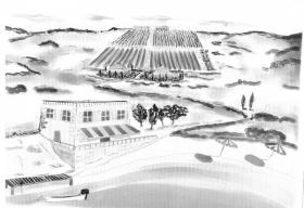 Large land for sale on the island of Vis