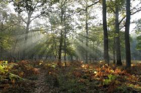 Sell 72 hectares of closed forests with 2 houses, 1 tack room, 2 hangars and 8 horse boxes