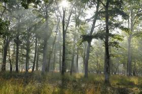 Sell 72 hectares of closed forests with 2 houses, 1 tack room, 2 hangars and 8 horse boxes